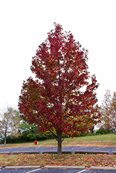 Worplesdon Sweet Gum (Liquidambar styraciflua 'Worplesdon') at Lakeshore Garden Centres