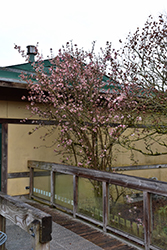 Charles Lamont Viburnum (Viburnum x bodnantense 'Charles Lamont') at Lakeshore Garden Centres