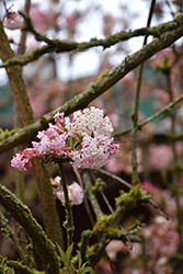 Charles Lamont Viburnum (Viburnum x bodnantense 'Charles Lamont') at Lakeshore Garden Centres