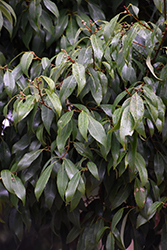 Chinese Evergreen Oak (Quercus myrsinifolia) at Lakeshore Garden Centres