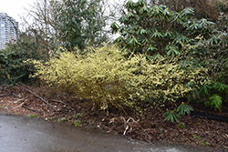 Buttercup Winterhazel (Corylopsis pauciflora) at Lakeshore Garden Centres