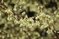 Buttercup Winterhazel (Corylopsis pauciflora) at Lakeshore Garden Centres
