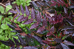Oregon Grape Holly (Mahonia nervosa) at Lakeshore Garden Centres