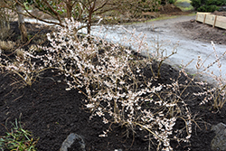 White Forsythia (Abeliophyllum distichum) at Peter Knippel Garden Centre
