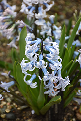 Batman Hyacinth (Hyacinthus orientalis 'Batman') at Lakeshore Garden Centres