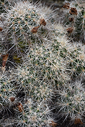 Mexican Claret Cup (Echinocereus coccineus) at Lakeshore Garden Centres