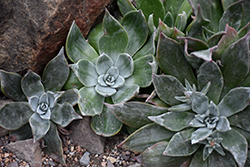 Canyon Dudleya (Dudleya cymosa) at Lakeshore Garden Centres