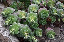 Palmer's Stonecrop (Sedum palmeri) at Lakeshore Garden Centres