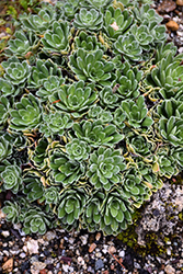 Pyramidal Saxifrage (Saxifraga cotyledon) at Lakeshore Garden Centres