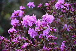 Dahurian Rhododendron (Rhododendron dauricum) at Lakeshore Garden Centres
