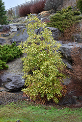Japanese Star Anise (Illicium anisatum) at Lakeshore Garden Centres
