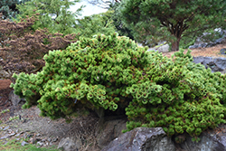 Sayonara Japanese Black Pine (Pinus thunbergii 'Sayonara') at A Very Successful Garden Center