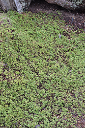 Inca Gem Christmas Bush (Baccharis magellanica 'Inca Gem') at Lakeshore Garden Centres