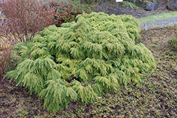 Jeddeloh Hemlock (Tsuga canadensis 'Jeddeloh') at Lakeshore Garden Centres