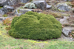 Little Gem Spruce (Picea abies 'Little Gem') at Peter Knippel Garden Centre