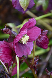 HGC Ice N' Roses Nightingale Hellebore (Helleborus 'Ice N' Roses Nightingale') at Lakeshore Garden Centres