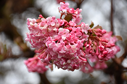 Pink Dawn Viburnum (Viburnum x bodnantense 'Pink Dawn') at Lakeshore Garden Centres