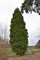 California Incense Cedar (Calocedrus decurrens) at Lakeshore Garden Centres