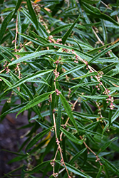 Szechwan Barberry (Berberis sanguinea) at Lakeshore Garden Centres