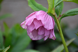 Double Purple Mystique Hellebore (Helleborus 'Double Purple Mystique') at Lakeshore Garden Centres