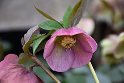 Mardi Gras Pink Hellebore (Helleborus 'Mardi Gras') at Lakeshore Garden Centres