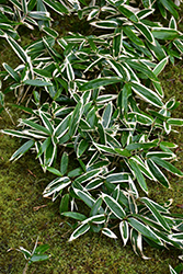Veitch's Bamboo (Sasa veitchii) at Lakeshore Garden Centres