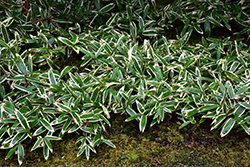 Veitch's Bamboo (Sasa veitchii) at Lakeshore Garden Centres