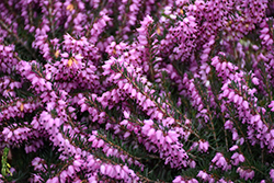 Darley Dale Heath (Erica x darleyensis 'Darley Dale') at Lakeshore Garden Centres