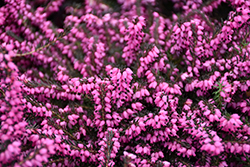 Kramer's Rote Heath (Erica carnea 'Kramer's Red') at Lakeshore Garden Centres