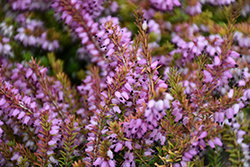 Eva Gold Heath (Erica x darleyensis 'Eva Gold') at Lakeshore Garden Centres