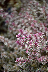 Silver Posie Thyme (Thymus vulgaris 'Silver Posie') at Lakeshore Garden Centres