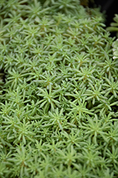 Blue Carpet Spanish Stonecrop (Sedum hispanicum 'Blue Carpet') at Lakeshore Garden Centres