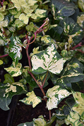 Golden Ingot Ivy (Hedera helix 'Golden Ingot') at Lakeshore Garden Centres