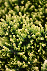 Leslie Slinger Heather (Calluna vulgaris 'Leslie Slinger') at Lakeshore Garden Centres