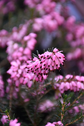 Saskia Heath (Erica carnea 'Saskia') at Lakeshore Garden Centres