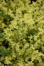 Sea Foam Striped Rupturewort (Herniaria glabra 'Sea Foam') at Lakeshore Garden Centres