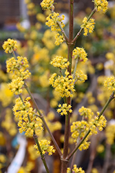 Sunrise Cornelian Cherry (Cornus mas 'Sunrise') at Lakeshore Garden Centres