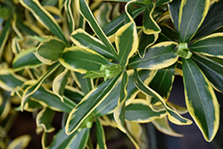 Maejima Variegated Winter Daphne (Daphne odora 'Maejima') at Lakeshore Garden Centres