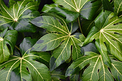 Annelise Japanese Aralia (Fatsia japonica 'Annelise') at Lakeshore Garden Centres