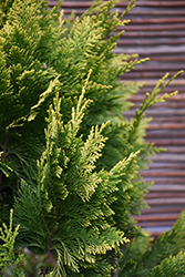 Ivonne Lawson Falsecypress (Chamaecyparis lawsoniana 'Ivonne') at Lakeshore Garden Centres