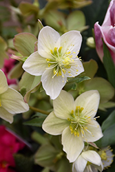Gold Collection Shooting Star Hellebore (Helleborus 'Shooting Star') at Lakeshore Garden Centres