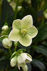 Ice Breaker Corsica Hellebore (Helleborus 'Ice Breaker Corsica') at Lakeshore Garden Centres