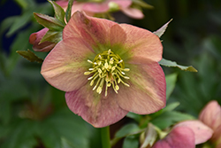 Spring Darling Hellebore (Helleborus 'Spring Darling') at Lakeshore Garden Centres