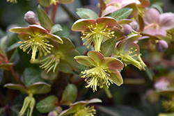 Pink Marble Hellebore (Helleborus lividus 'Pink Marble') at Lakeshore Garden Centres