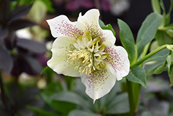 Tutu Hellebore (Helleborus 'Tutu') at Lakeshore Garden Centres