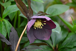 Spring Sunset Hellebore (Helleborus 'Spring Sunset') at Lakeshore Garden Centres