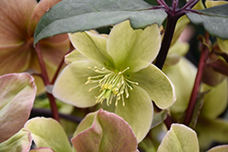 Winter Sunshine Hellebore (Helleborus 'Winter Sunshine') at Lakeshore Garden Centres