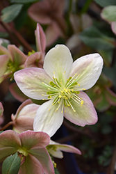 Pirouette Hellebore (Helleborus 'Pirouette') at Lakeshore Garden Centres