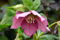 Royal Heritage Hellebore (Helleborus 'Royal Heritage') at Peter Knippel Garden Centre