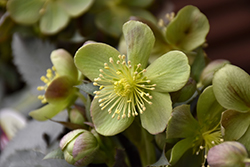 Silver Dollar Hellebore (Helleborus 'Silver Dollar') at Lakeshore Garden Centres